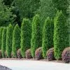 Fast Growing Trees Emerald Green Arborvitae