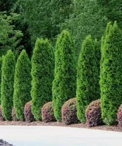 Fast Growing Trees Emerald Green Arborvitae