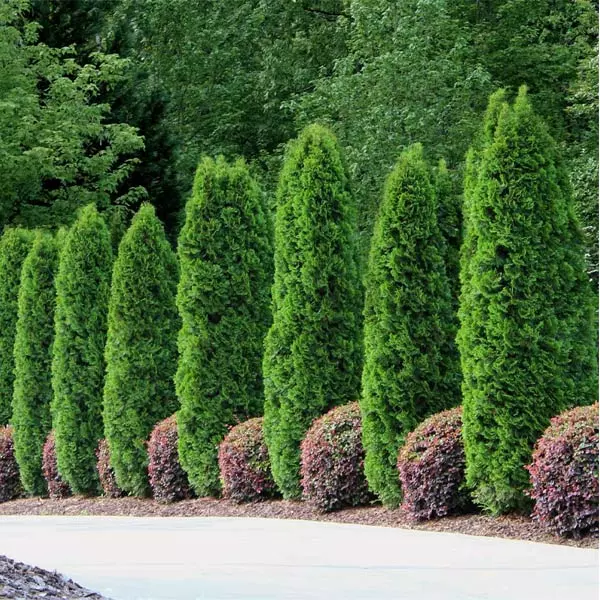 Fast Growing Trees Emerald Green Arborvitae 3 Fast Growing Trees Emerald Green Arborvitae