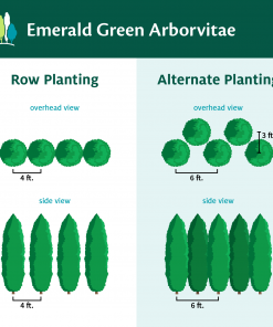 Fast Growing Trees Emerald Green Arborvitae 15 Fast Growing Trees Emerald Green Arborvitae