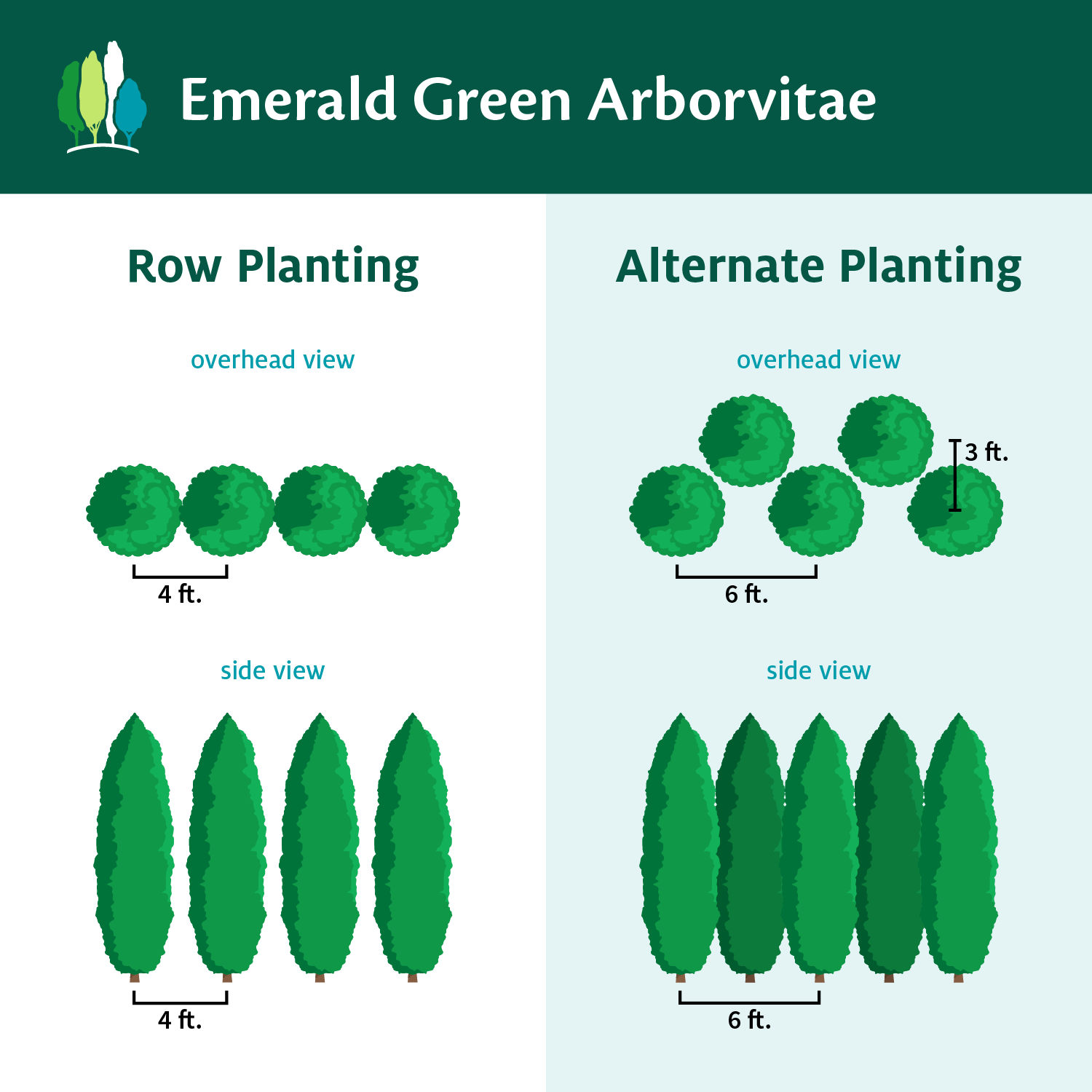 Fast Growing Trees Emerald Green Arborvitae 9 Fast Growing Trees Emerald Green Arborvitae