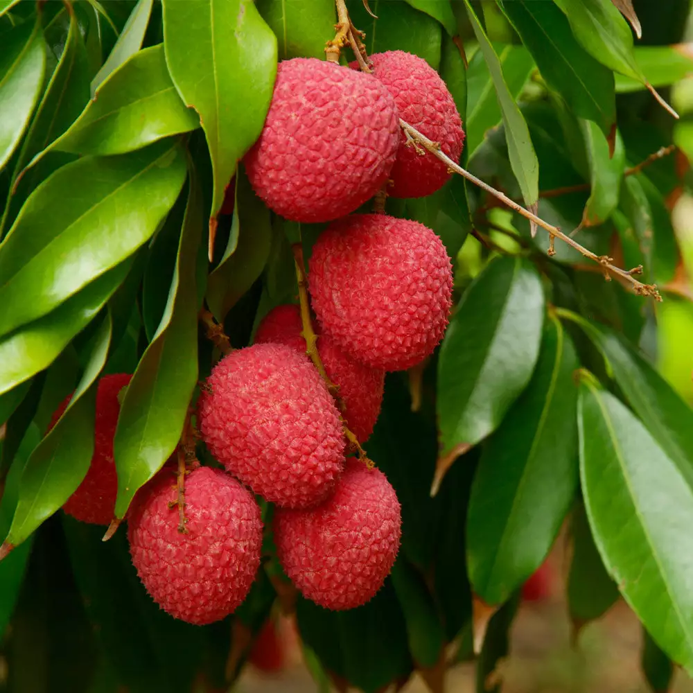 Fast Growing Trees Emperor Lychee Tree Tropical Fruit Trees 4 Fast Growing Trees Emperor Lychee Tree Tropical Fruit Trees