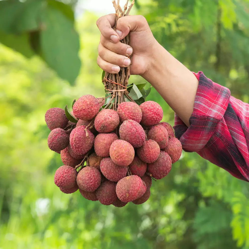 Fast Growing Trees Emperor Lychee Tree Tropical Fruit Trees 7 Fast Growing Trees Emperor Lychee Tree Tropical Fruit Trees