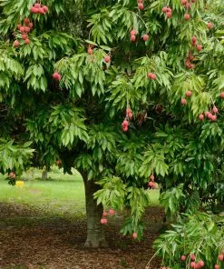 Fast Growing Trees Emperor Lychee Tree Tropical Fruit Trees 14 Fast Growing Trees Emperor Lychee Tree Tropical Fruit Trees