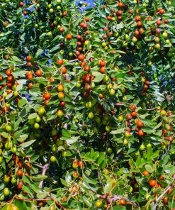 Fast Growing Trees Empress Gee™ Jujube Tree