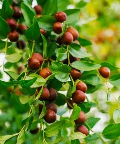 Fast Growing Trees Empress Gee™ Jujube Tree 9 Fast Growing Trees Empress Gee™ Jujube Tree
