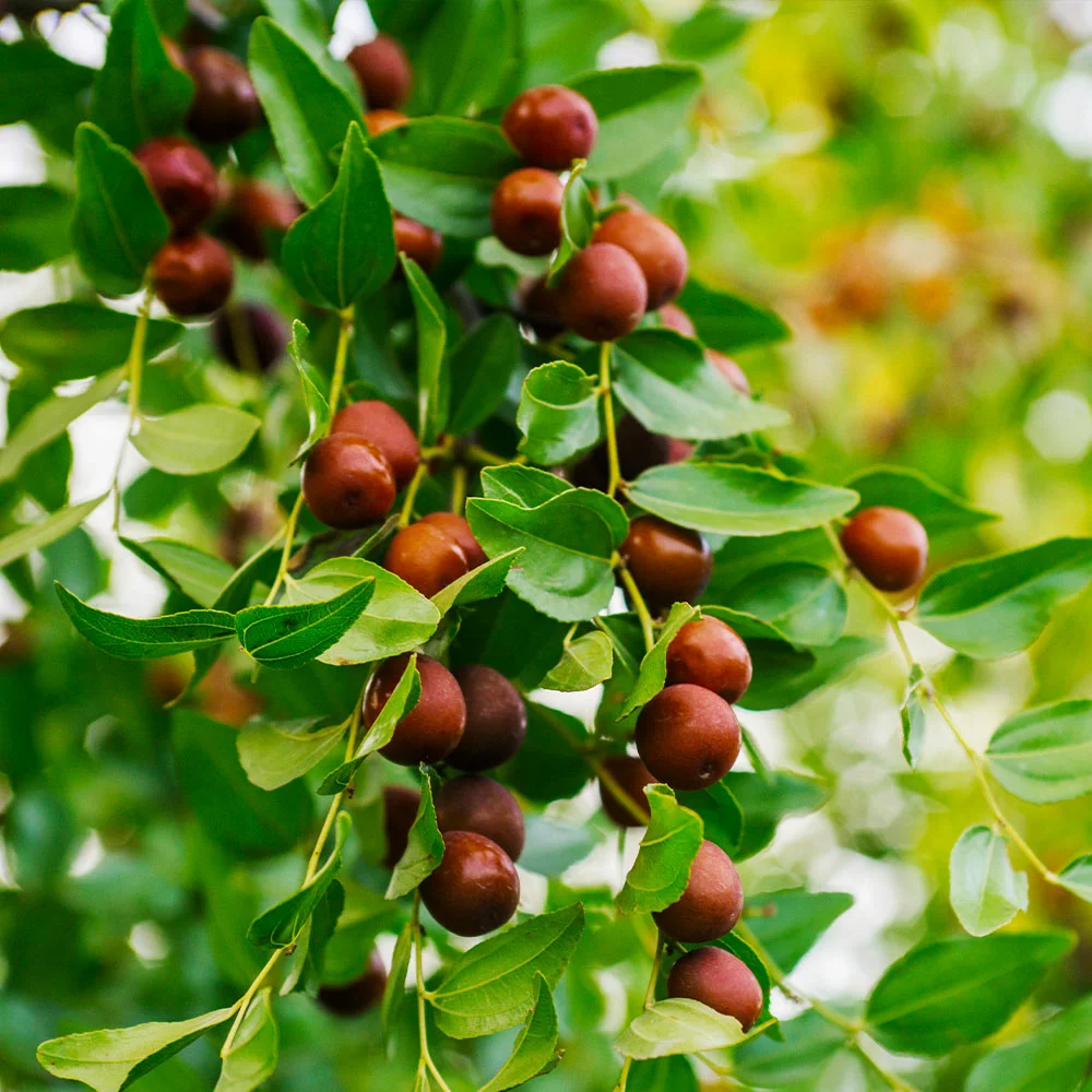 Fast Growing Trees Empress Gee™ Jujube Tree 5 Fast Growing Trees Empress Gee™ Jujube Tree