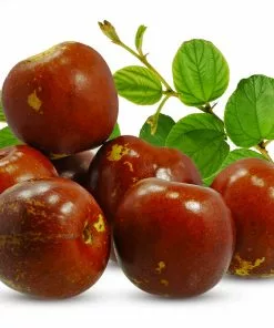 Fast Growing Trees Empress Gee™ Jujube Tree 11 Fast Growing Trees Empress Gee™ Jujube Tree