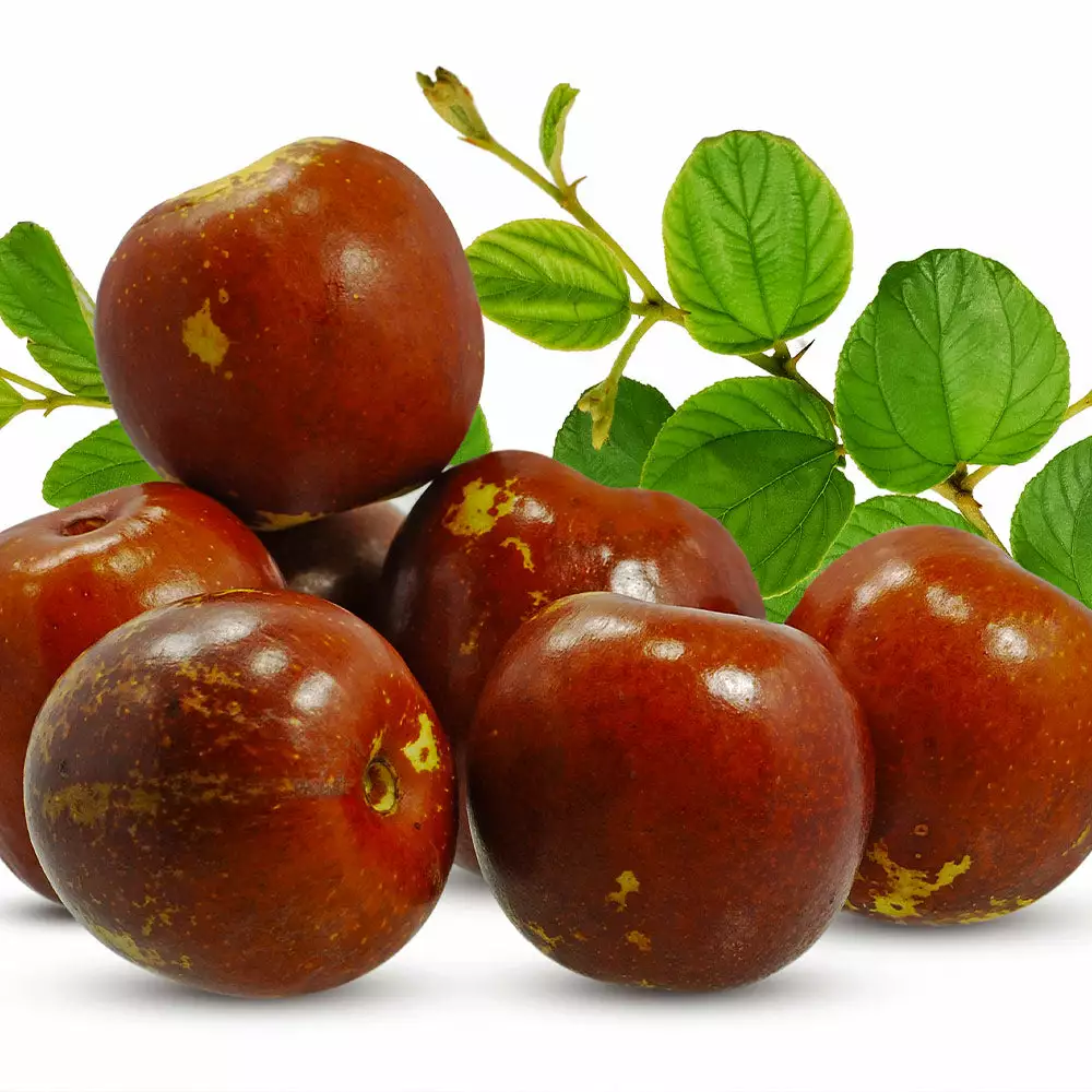 Fast Growing Trees Empress Gee™ Jujube Tree 7 Fast Growing Trees Empress Gee™ Jujube Tree