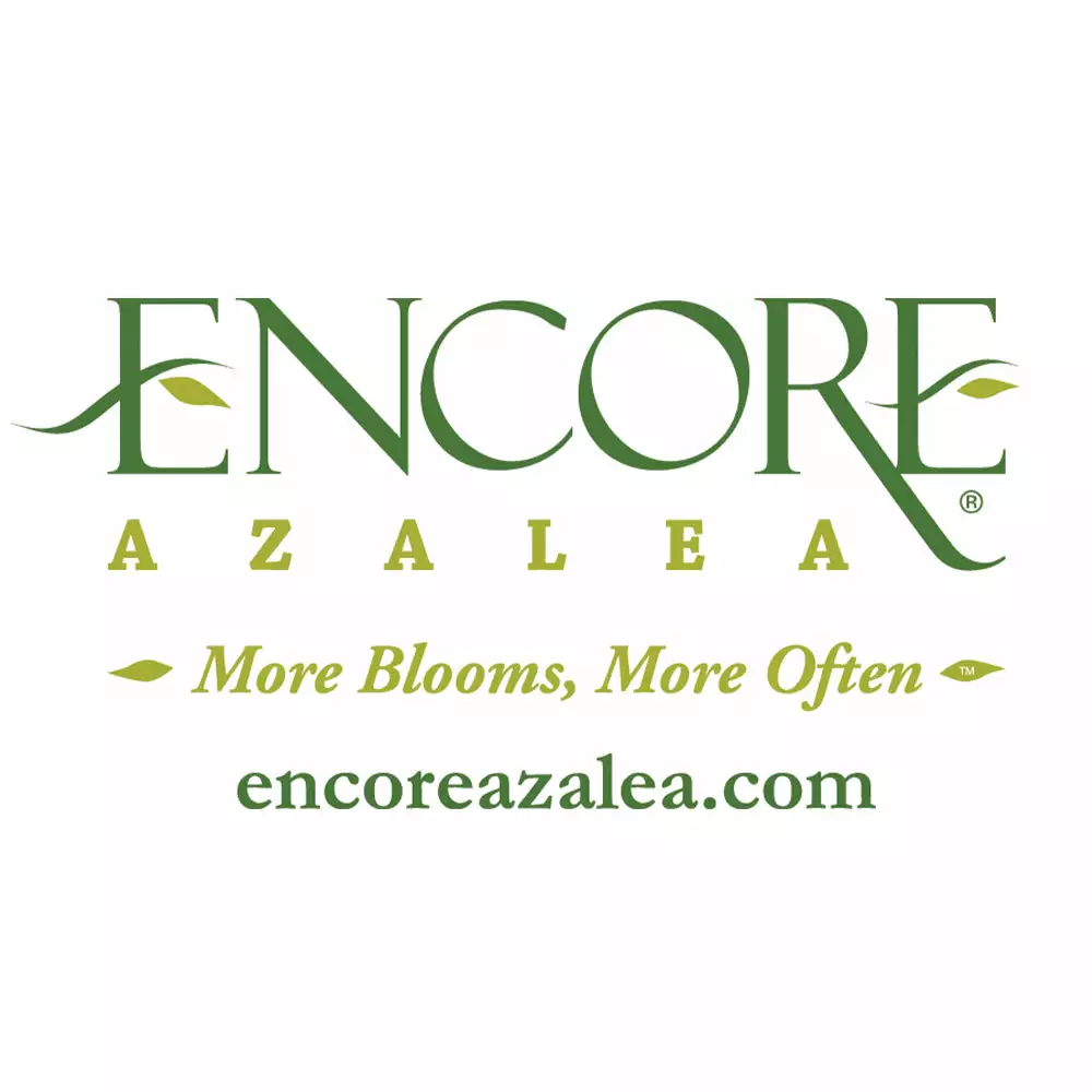 Fast Growing Trees Autumn Debutante® Encore® Azalea 8 Fast Growing Trees Autumn Debutante® Encore® Azalea