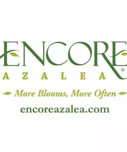 Fast Growing Trees Azaleas Autumn Belle™ Encore® Azalea Shrub 13 Fast Growing Trees Azaleas Autumn Belle™ Encore® Azalea Shrub