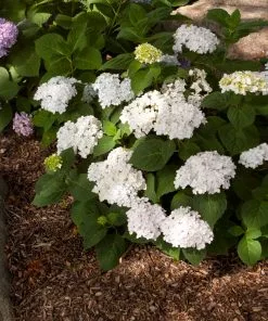 Fast Growing Trees Endless Summer® Blushing Bride Bigleaf Hydrangea Shrub 9 Fast Growing Trees Endless Summer® Blushing Bride Bigleaf Hydrangea Shrub