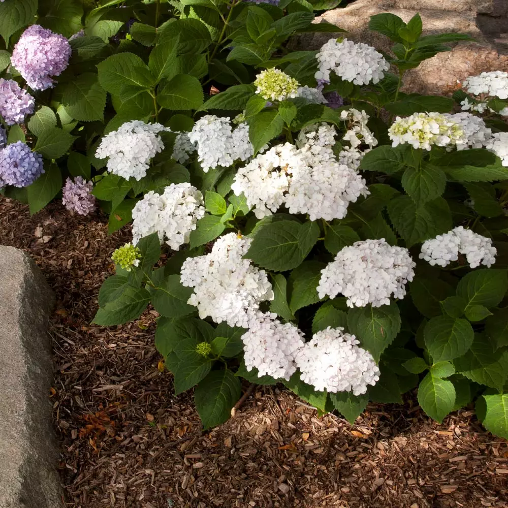Fast Growing Trees Endless Summer® Blushing Bride Bigleaf Hydrangea Shrub 5 Fast Growing Trees Endless Summer® Blushing Bride Bigleaf Hydrangea Shrub