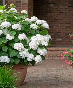Fast Growing Trees Endless Summer® Blushing Bride Bigleaf Hydrangea Shrub 10 Fast Growing Trees Endless Summer® Blushing Bride Bigleaf Hydrangea Shrub