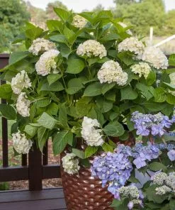 Fast Growing Trees Endless Summer® Blushing Bride Bigleaf Hydrangea Shrub 11 Fast Growing Trees Endless Summer® Blushing Bride Bigleaf Hydrangea Shrub