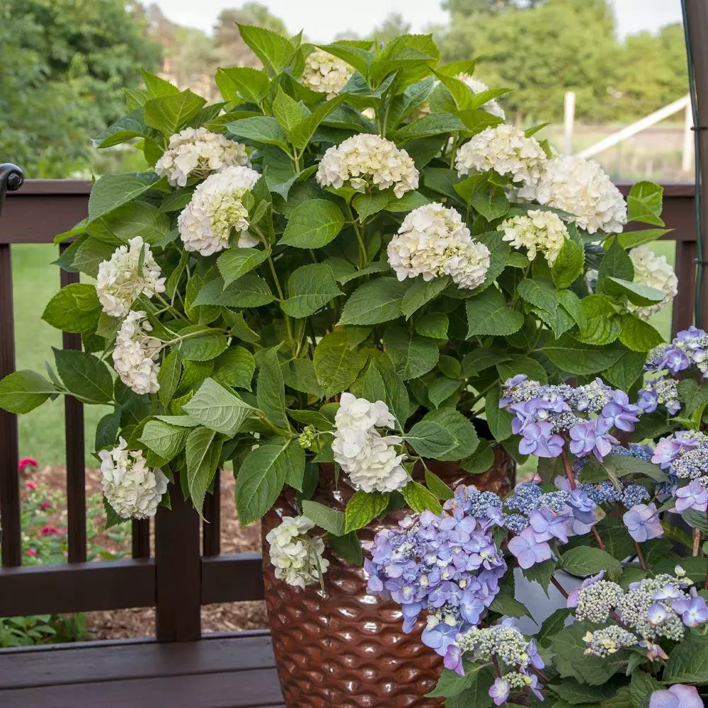 Fast Growing Trees Endless Summer® Blushing Bride Bigleaf Hydrangea Shrub 7 Fast Growing Trees Endless Summer® Blushing Bride Bigleaf Hydrangea Shrub