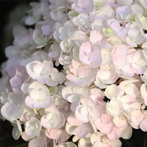 Fast Growing Trees Endless Summer® Blushing Bride Bigleaf Hydrangea Shrub 3 Fast Growing Trees Endless Summer® Blushing Bride Bigleaf Hydrangea Shrub
