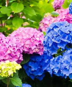 Fast Growing Trees Endless Summer® Hydrangea Shrub 11 Fast Growing Trees Endless Summer® Hydrangea Shrub