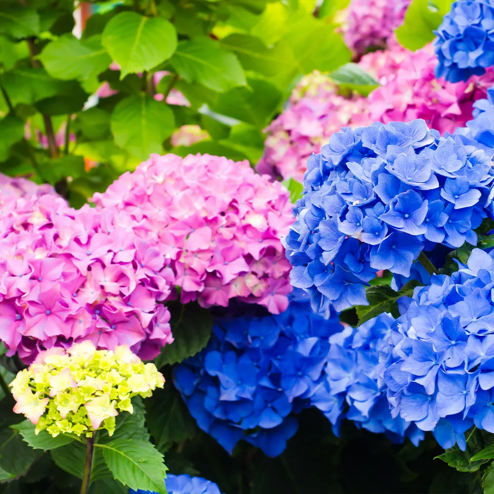 Fast Growing Trees Endless Summer® Hydrangea Shrub 6 Fast Growing Trees Endless Summer® Hydrangea Shrub