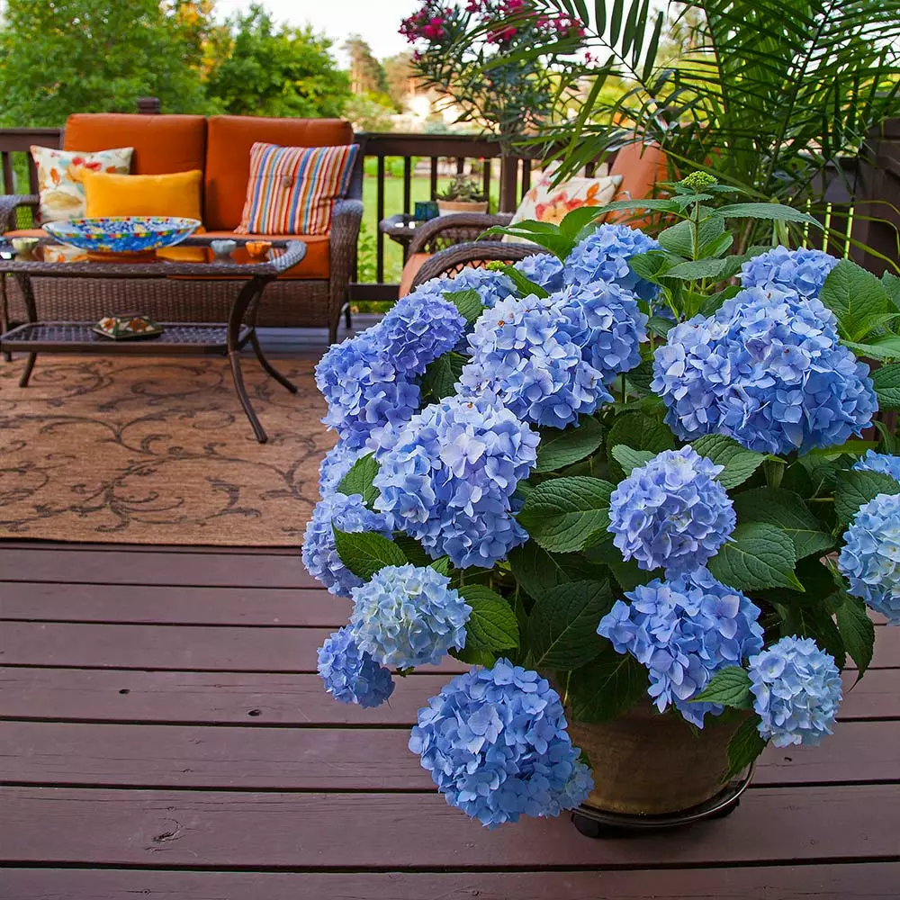 Fast Growing Trees Endless Summer® Hydrangea Shrub 7 Fast Growing Trees Endless Summer® Hydrangea Shrub