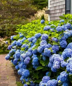 Fast Growing Trees Endless Summer® Hydrangea Shrub 10 Fast Growing Trees Endless Summer® Hydrangea Shrub