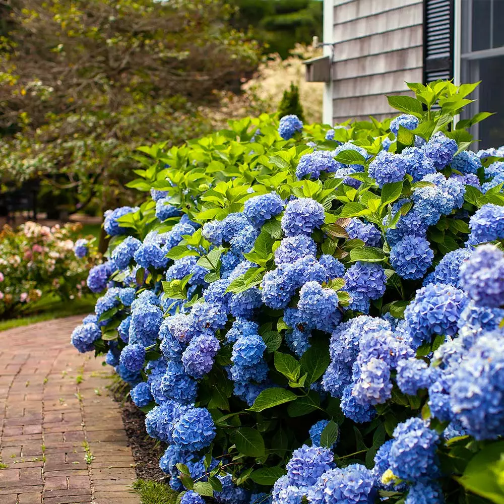 Fast Growing Trees Endless Summer® Hydrangea Shrub 5 Fast Growing Trees Endless Summer® Hydrangea Shrub