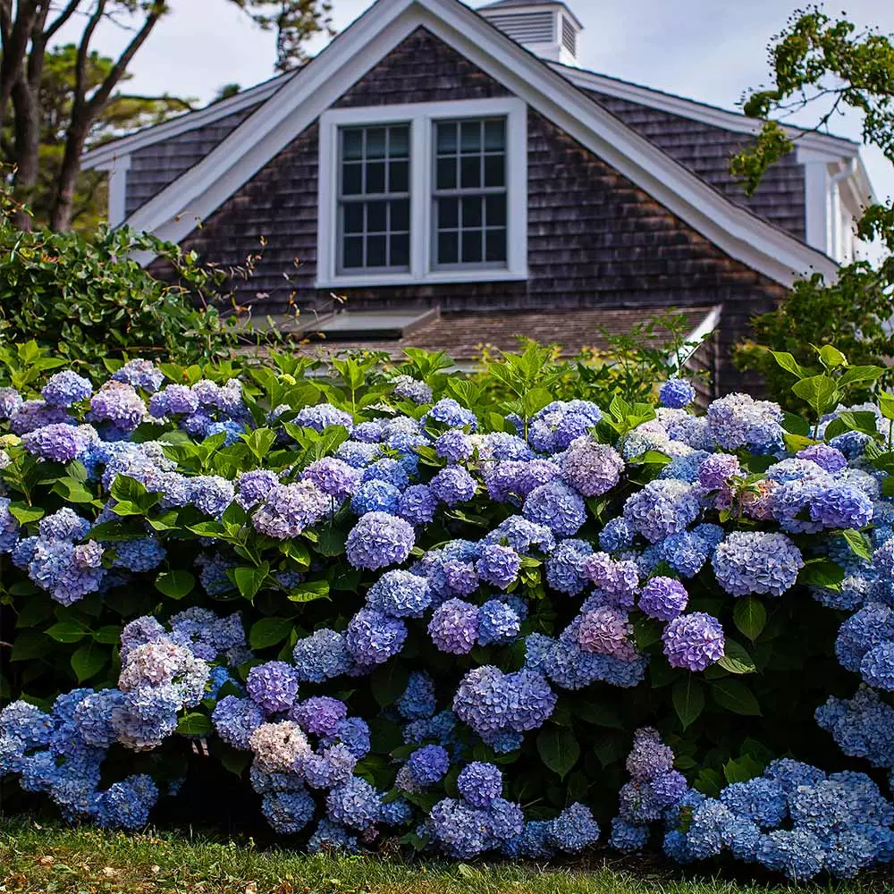 Fast Growing Trees Endless Summer® Hydrangea Shrub 4 Fast Growing Trees Endless Summer® Hydrangea Shrub