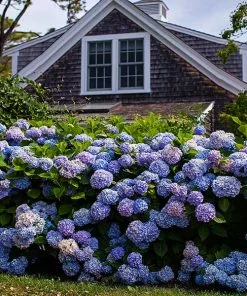 Fast Growing Trees Endless Summer® Hydrangea Shrub