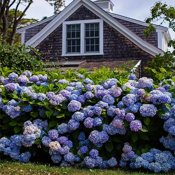 Fast Growing Trees Endless Summer® Hydrangea Shrub 3 Fast Growing Trees Endless Summer® Hydrangea Shrub