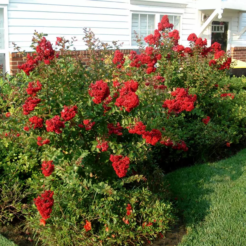 Fast Growing Trees Enduring Summer Crape Myrtle 4 Fast Growing Trees Enduring Summer Crape Myrtle