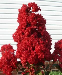 Fast Growing Trees Enduring Summer Crape Myrtle 7 Fast Growing Trees Enduring Summer Crape Myrtle