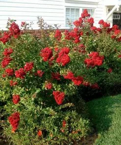 Fast Growing Trees Enduring Summer Crape Myrtle