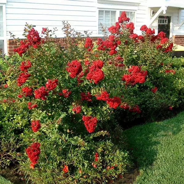 Fast Growing Trees Enduring Summer Crape Myrtle 3 Fast Growing Trees Enduring Summer Crape Myrtle