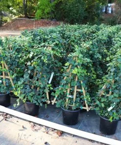 Fast Growing Trees English Ivy Vine See All Shrubs & Hedges 9 Fast Growing Trees English Ivy Vine See All Shrubs & Hedges