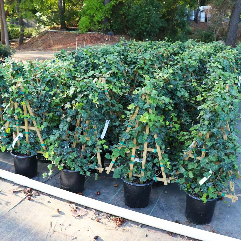 Fast Growing Trees English Ivy Vine See All Shrubs & Hedges 6 Fast Growing Trees English Ivy Vine See All Shrubs & Hedges