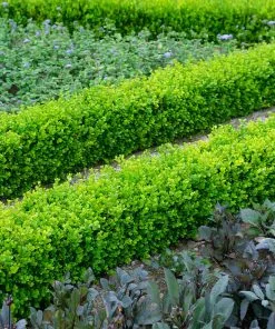 Fast Growing Trees English Boxwood Shrub