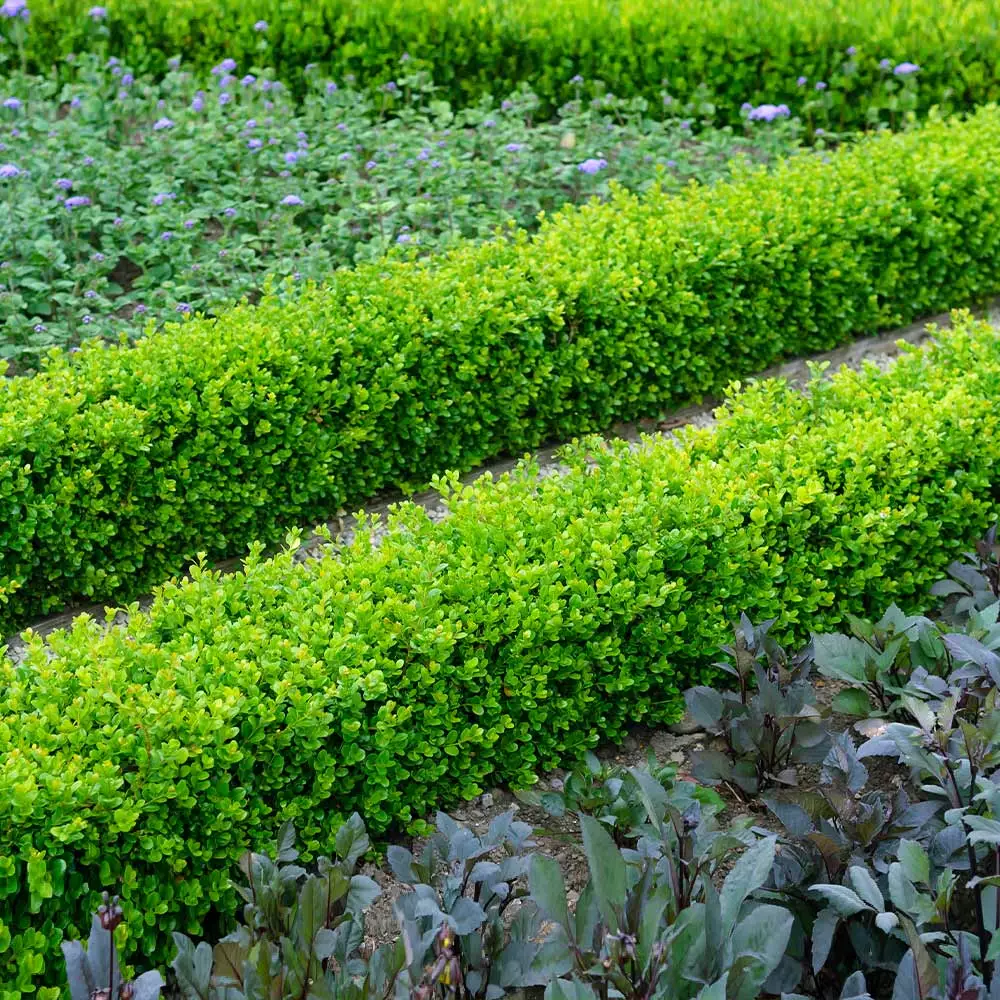 Fast Growing Trees English Boxwood Shrub 4 Fast Growing Trees English Boxwood Shrub