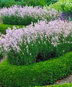 Fast Growing Trees English Boxwood Shrub 11 Fast Growing Trees English Boxwood Shrub