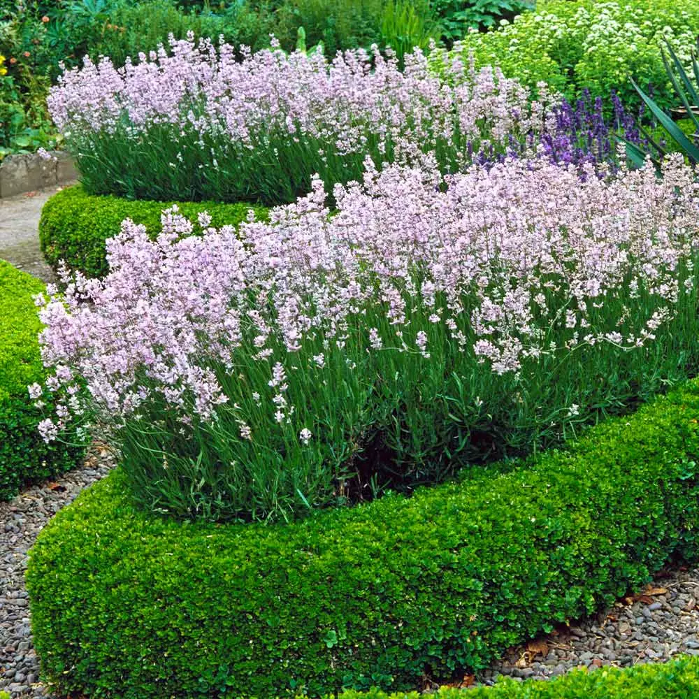 Fast Growing Trees English Boxwood Shrub 5 Fast Growing Trees English Boxwood Shrub