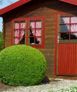 Fast Growing Trees English Boxwood Shrub 15 Fast Growing Trees English Boxwood Shrub