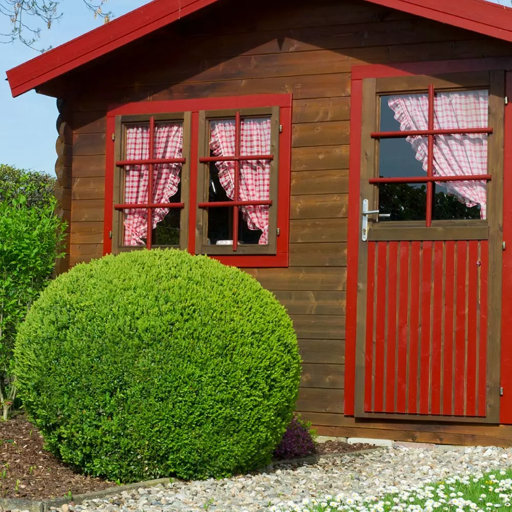 Fast Growing Trees English Boxwood Shrub 9 Fast Growing Trees English Boxwood Shrub