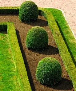 Fast Growing Trees English Boxwood Shrub 13 Fast Growing Trees English Boxwood Shrub