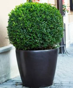 Fast Growing Trees English Boxwood Shrub 12 Fast Growing Trees English Boxwood Shrub