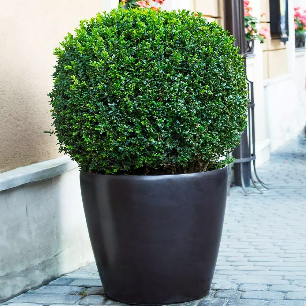 Fast Growing Trees English Boxwood Shrub 6 Fast Growing Trees English Boxwood Shrub