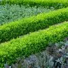 Fast Growing Trees English Boxwood Shrub