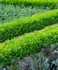 Fast Growing Trees English Boxwood Shrub