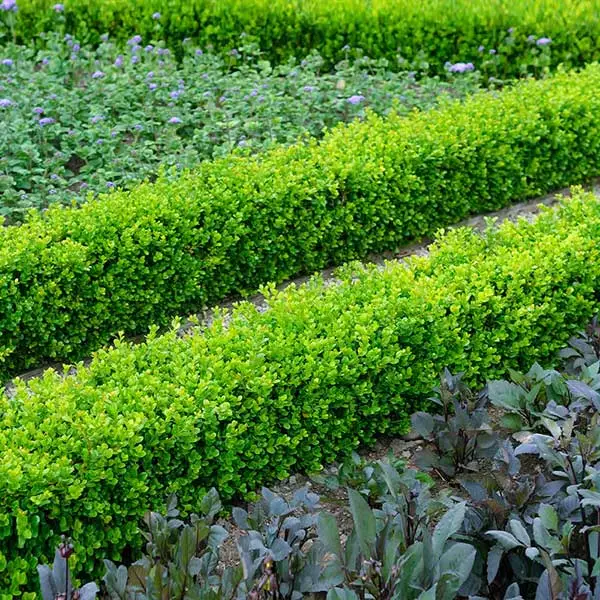 Fast Growing Trees English Boxwood Shrub 3 Fast Growing Trees English Boxwood Shrub