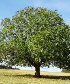 Fast Growing Trees Nut Trees English Walnut Tree 9 Fast Growing Trees Nut Trees English Walnut Tree