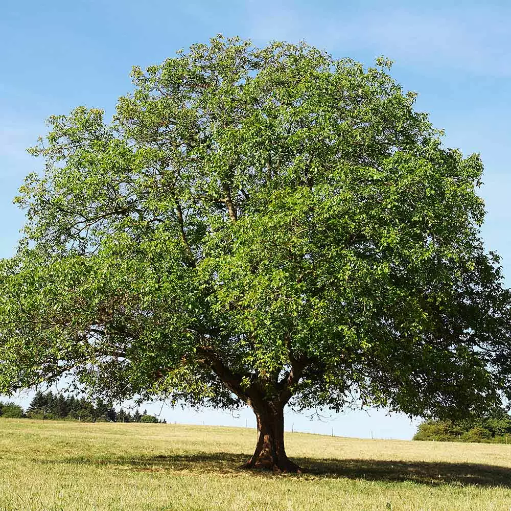 Fast Growing Trees Nut Trees English Walnut Tree 5 Fast Growing Trees Nut Trees English Walnut Tree