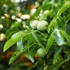 Fast Growing Trees Nut Trees English Walnut Tree 1 Fast Growing Trees Nut Trees English Walnut Tree